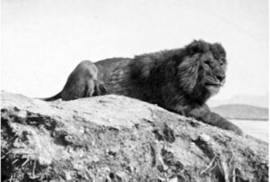 The-Atlas-Lion